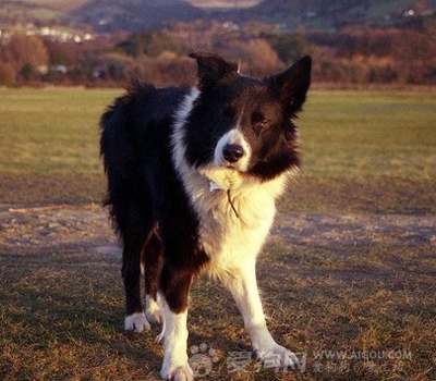 9f923f772cdfaf27f37c3d14d99501b5