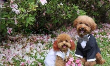 88f54e4995530de8c79edc0ee919323f