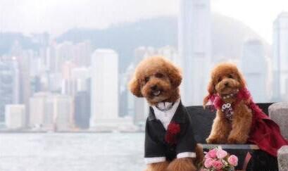 8fdbc3977fcb0105d4ebb873d218c492