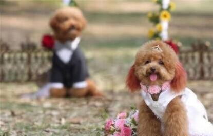 aecc52e95b7bad80670599d092ff8e1c