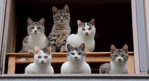 97a3366af410f2f3c5cb39547de5ec9c