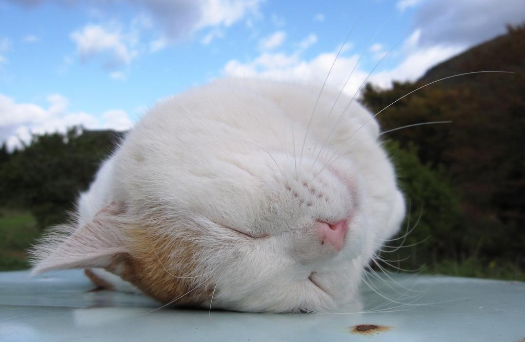 0356af26b18128ce6af71cf342697ed6