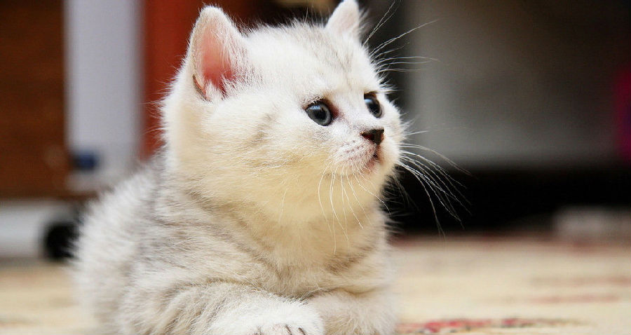 62de80051b9f5d2f368669667c787a3f