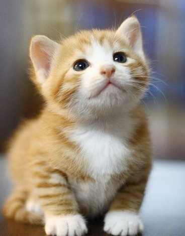 初生小猫喂养知识