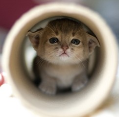 638d67eb84a7fce3c13c74a24d02ca77