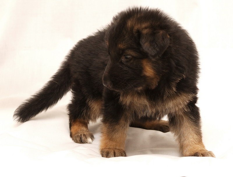 7d1287a3303ed2e1deeebefad117547a