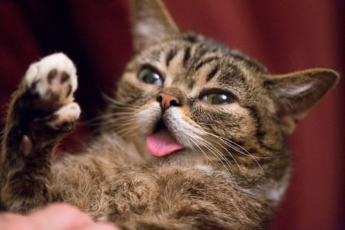 8dd3ac2d9e98d1b332fe7b3e4b3975c2