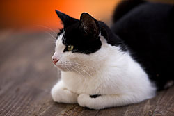 e8bca1c8ad1e82e55705313a53ad75ec