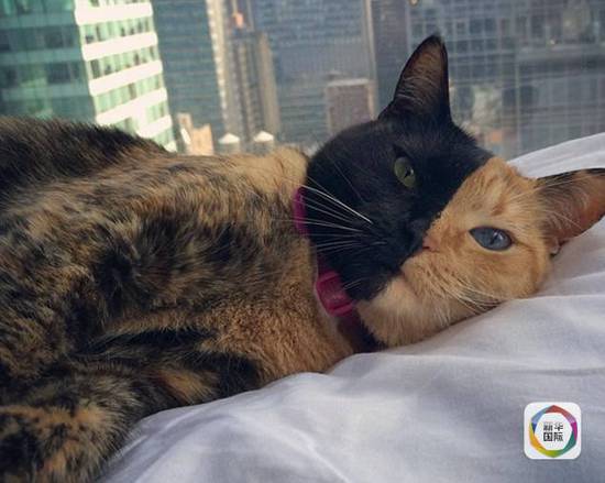 8a0747c7987baa20cc6283fe46ea58f0