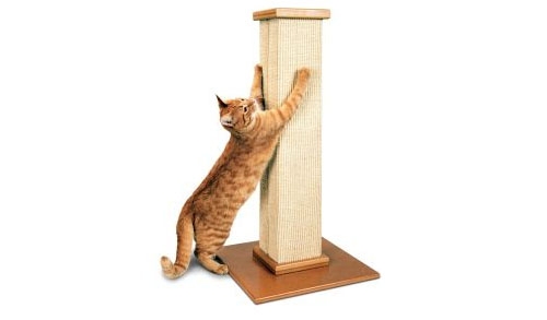 爱抓挠是猫咪的天性